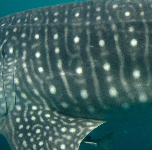 cfafc4bd-d93c-4bcd-a464-8b69f4df4276