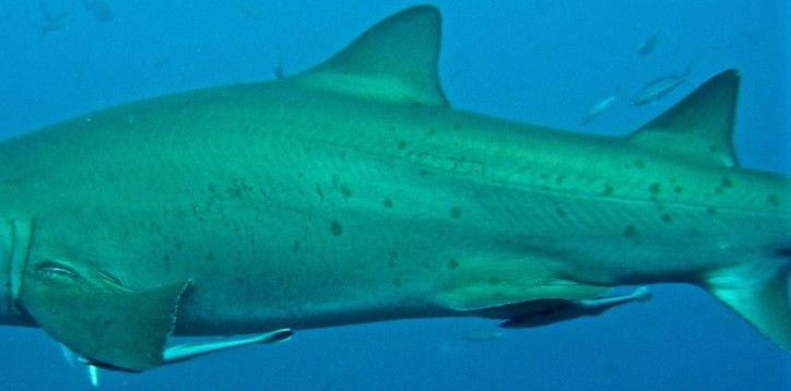 0073902b-ffe8-4eb6-9a9e-39f6de97e36b