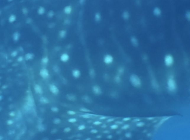 af6e8255-7389-40fa-9e0c-ba2630e91d2b