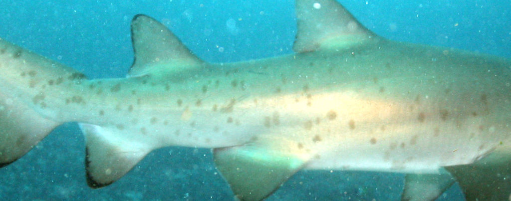 068458e0-6112-4382-a925-08f4214352b9