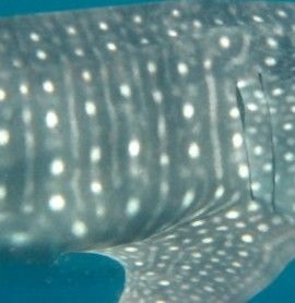 7642ff87-eef6-4421-a625-7a3747cf4a45