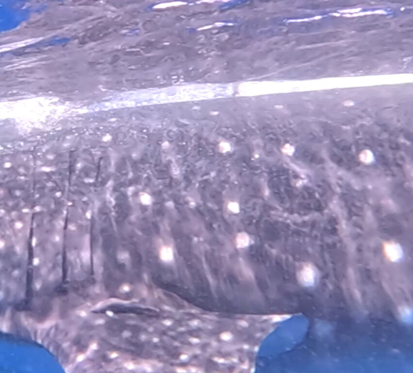 c357aac5-fd66-43bc-82e8-32c04a89a8f1