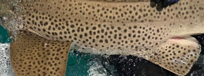 8a06f2c2-01a1-42ca-80bf-0e3f4e488e0a