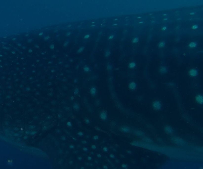 4f344150-2af5-4d14-8f2b-bdd28e11277a