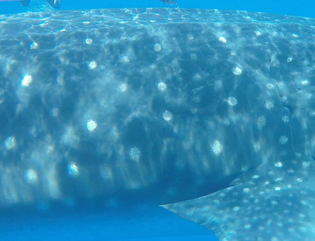 438f577b-929e-40d7-8cf9-5c6b21a8b433