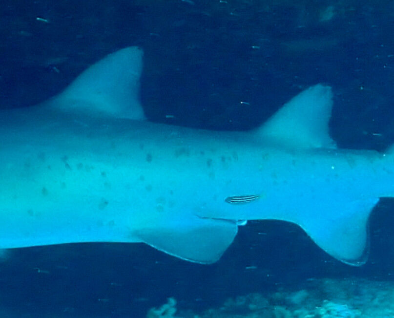 2439df16-597a-4675-88ae-6adfc3f73574