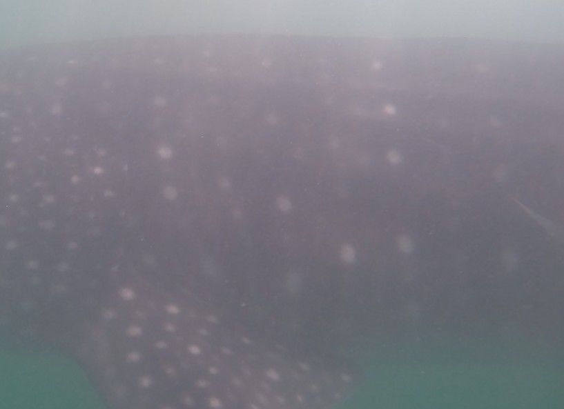 c827f133-fc26-4948-904d-52a15c5e9f39