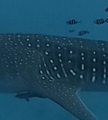 1e384185-1cb5-408c-a7db-ccb23ba46808