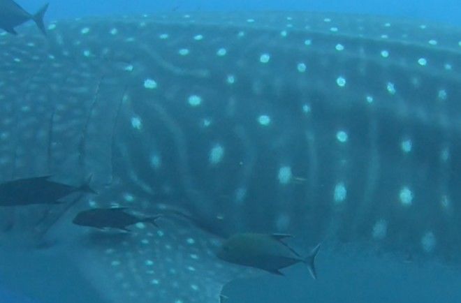 4e0de0bb-58d5-41e4-b324-adc4e7d55fa2