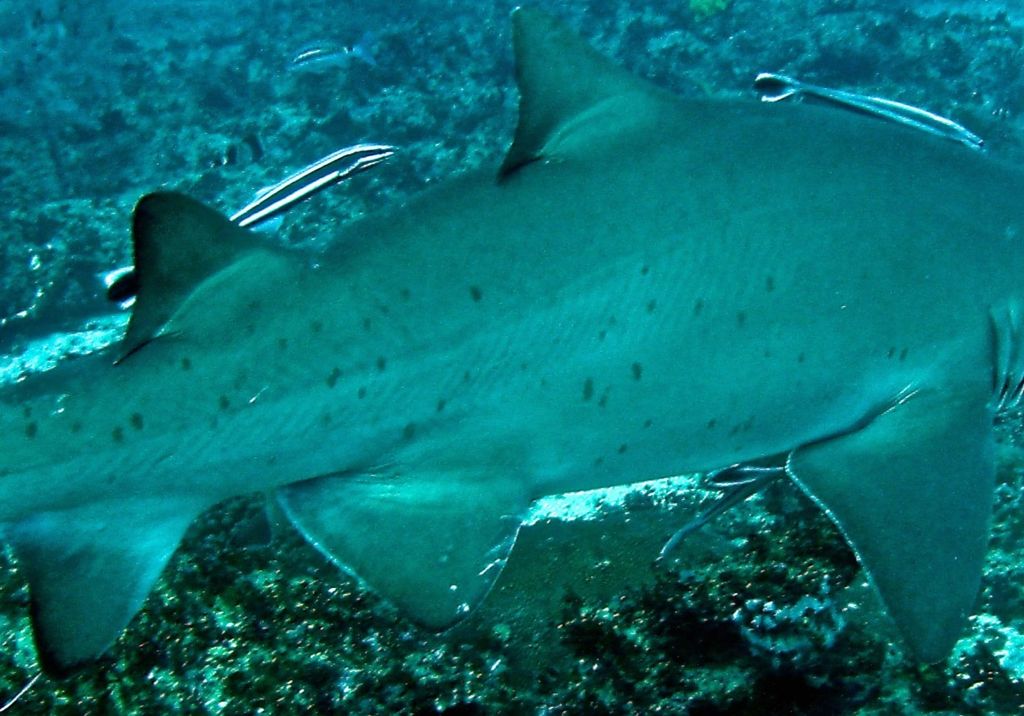 43eb5bd4-cb38-4e03-8b54-5cb82e8f21ea