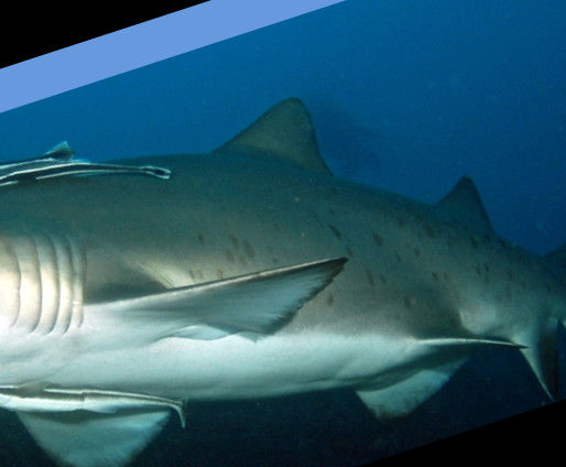 fc70bace-e6ee-4ec2-918d-225528bc8414