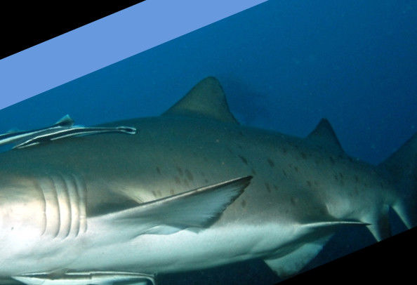 fc70bace-e6ee-4ec2-918d-225528bc8414