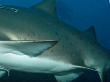 fc70bace-e6ee-4ec2-918d-225528bc8414