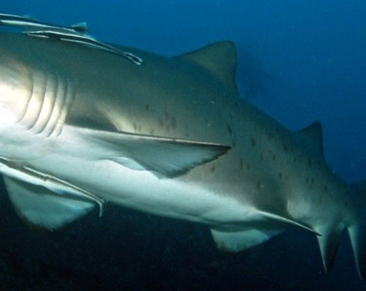 fc70bace-e6ee-4ec2-918d-225528bc8414