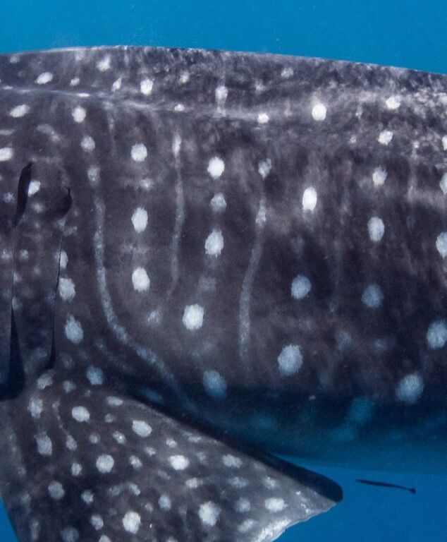 221ce5ad-75ac-403f-9b68-a6ed267b0ba2