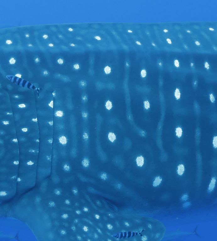 ec17e0bf-f070-413b-aea8-f2c36b4f7791