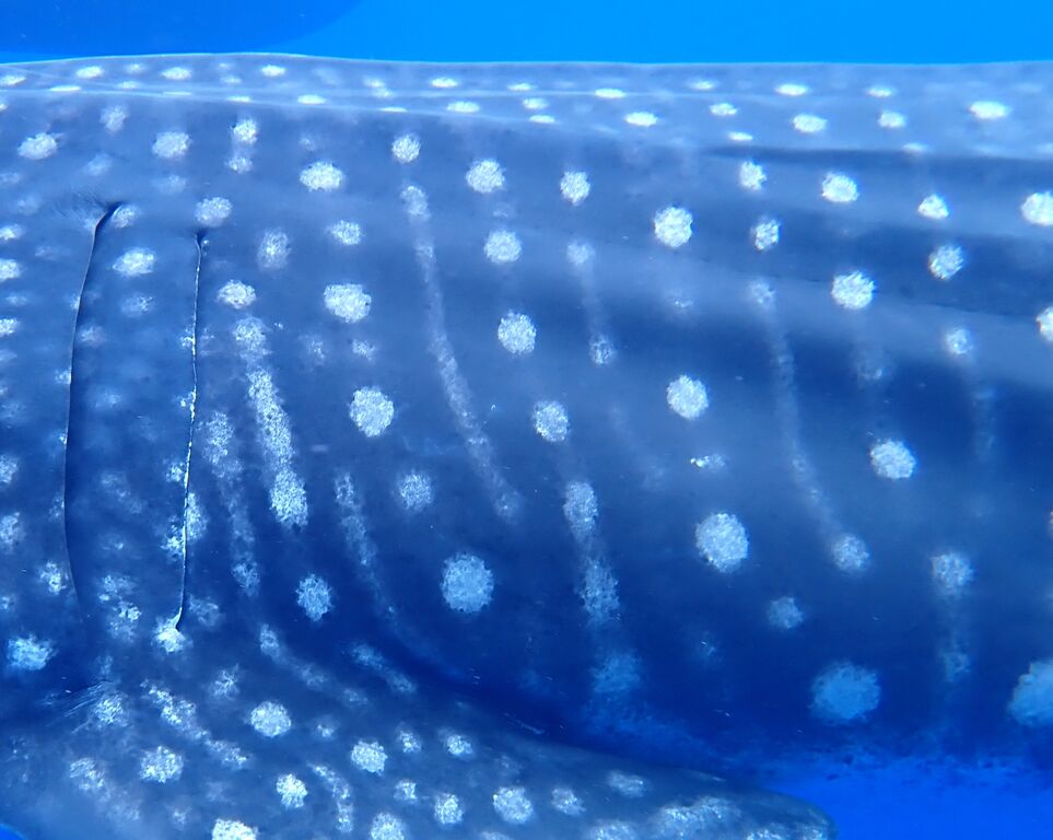 5ee5fea5-4a7b-4009-aaea-bdc10e856473