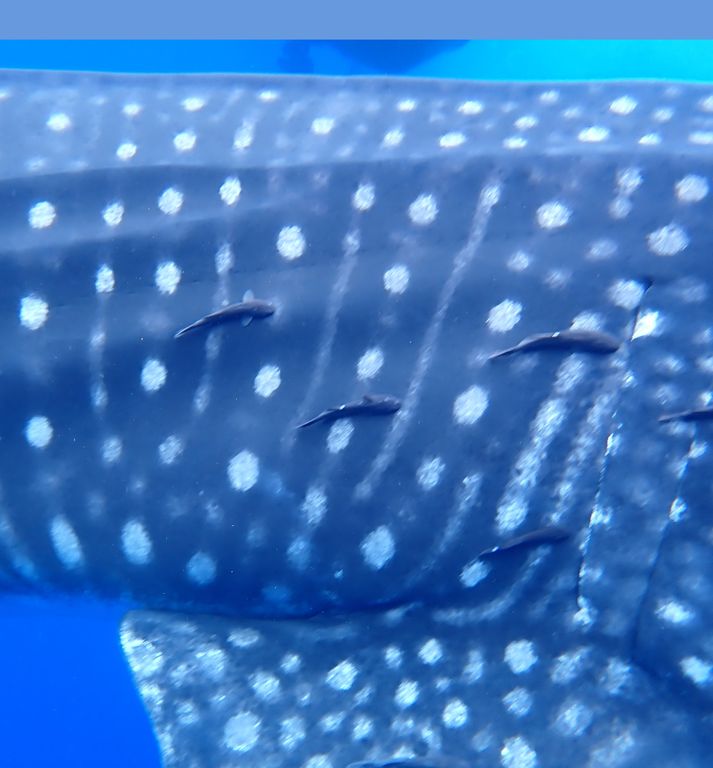 5ee5fea5-4a7b-4009-aaea-bdc10e856473