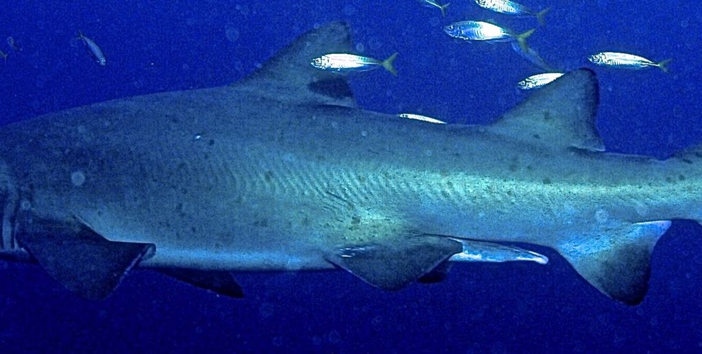 c6ecad1c-69ef-4077-839c-325d4f6bfe7e