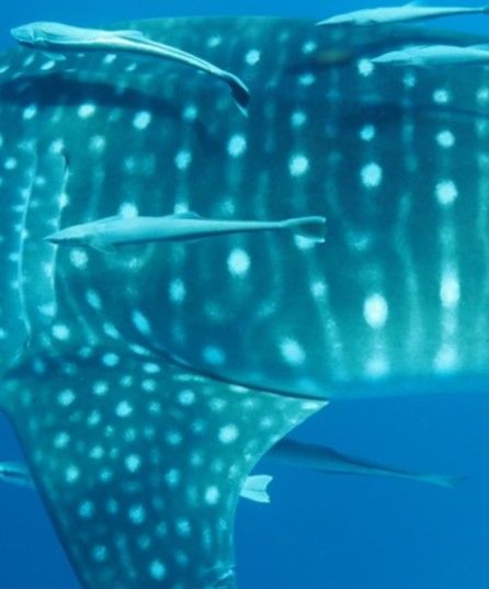 985bffa6-5020-49ad-9e87-a3eff5c44636