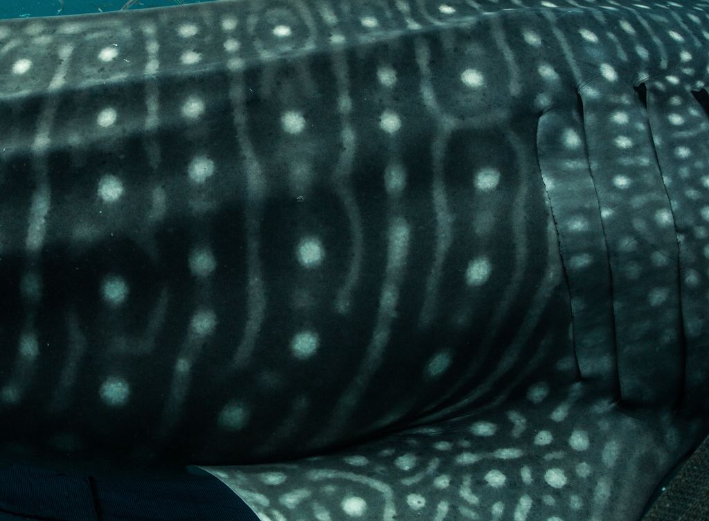 0d926181-d74b-4d67-ae03-b99a71382630