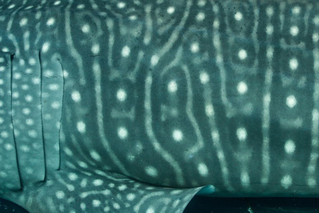 0d926181-d74b-4d67-ae03-b99a71382630