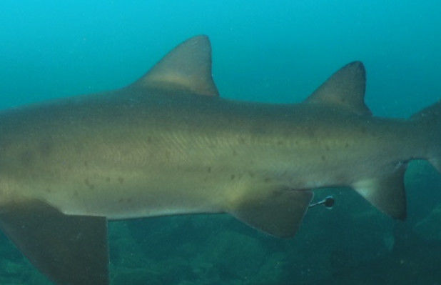 1786f04e-901b-4dcb-90a0-fba782d5de38