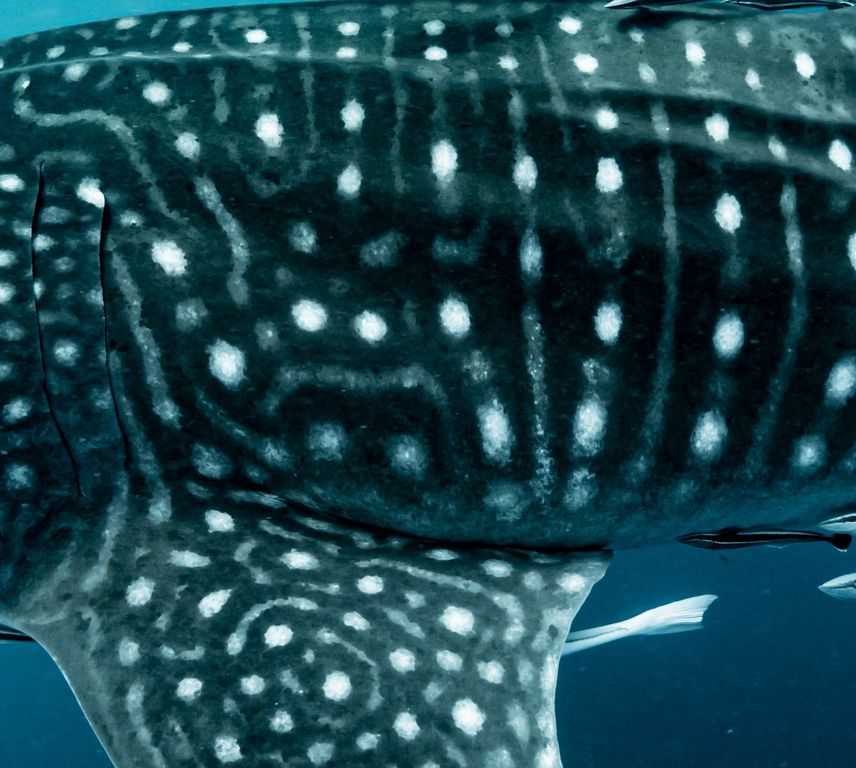 4a326c2b-0373-41a0-94c9-72b1ab81f2b5