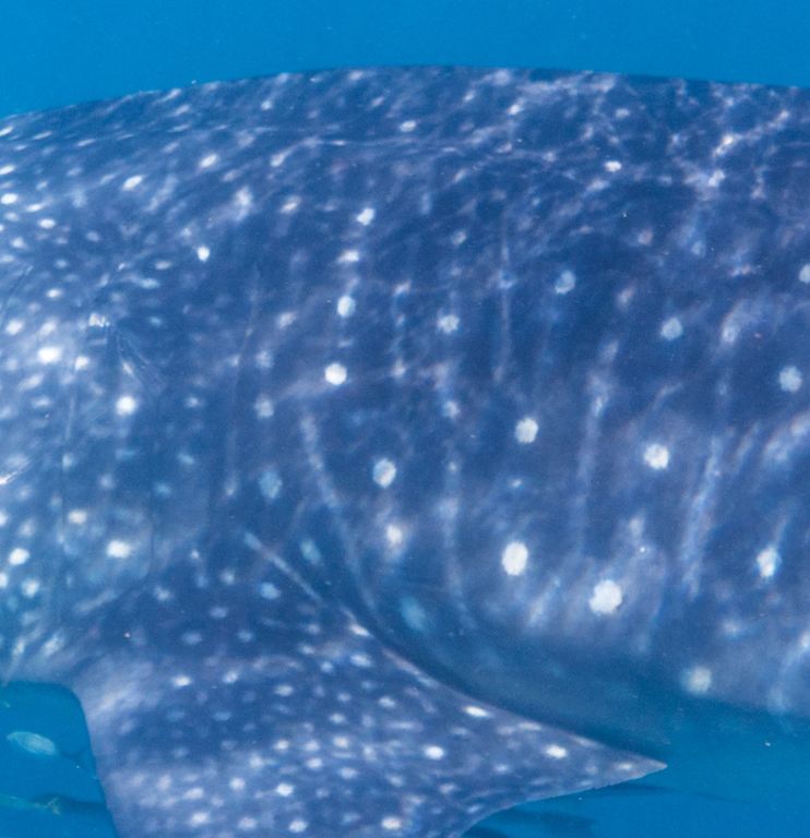 51c03f52-c4ed-4e33-a649-28bf2110a0e2