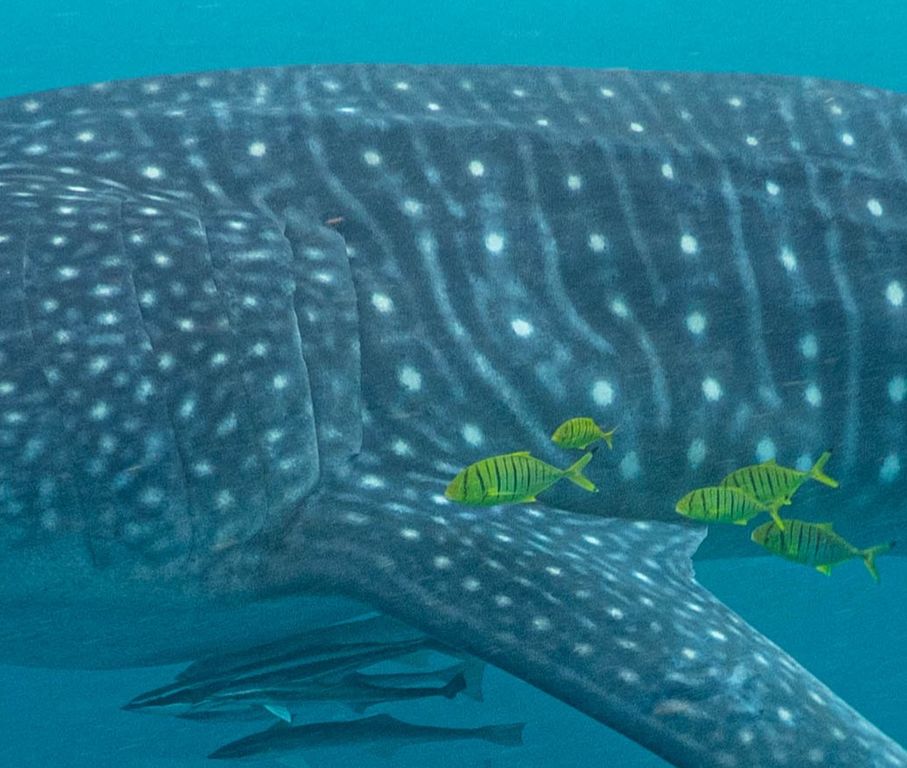 44a75692-b429-408c-99b8-dc57255db31c