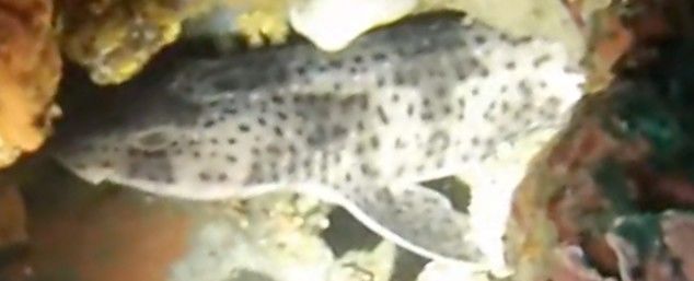 51255181-a180-42ee-8260-8e10c530c213