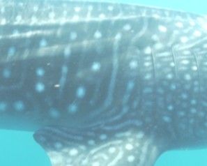 5511f09f-a6bb-4bcc-8acc-fe305288c899