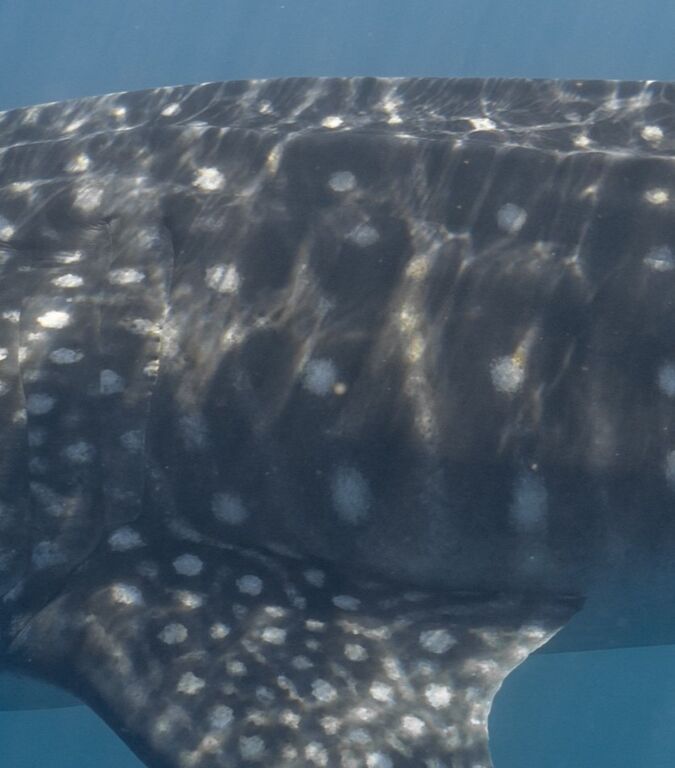 a98867cd-032a-4a5e-86f7-e6e2e1dba9ad