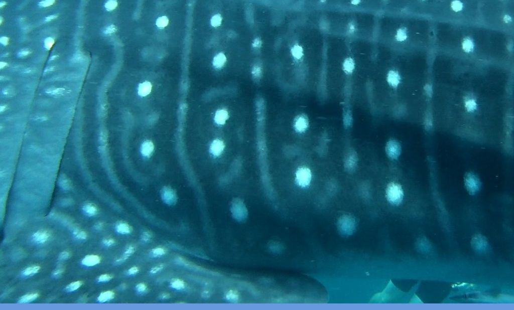 61a47c33-6ce8-4ab1-9252-8a3d92fbdd05