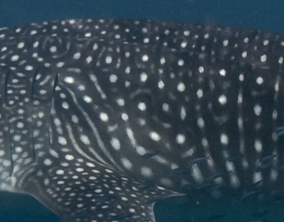 339d5395-7ce7-481f-965b-6f40eb859f5e