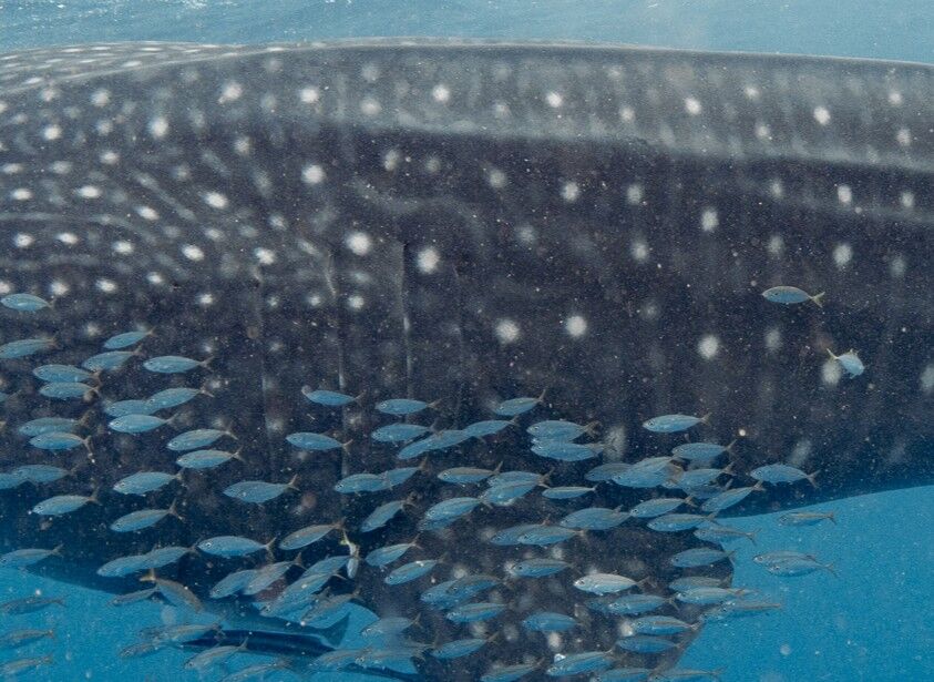 0431d82b-3f56-4811-aa8b-4d16cb775dcf