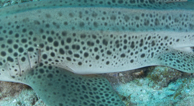 bec10a67-0600-4054-9b06-a208d021c84c