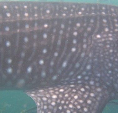 67d081b1-82cf-4fac-8948-d56054b46f2e