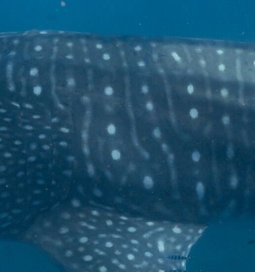 03edc049-185a-47db-be1a-1c88e306e84a