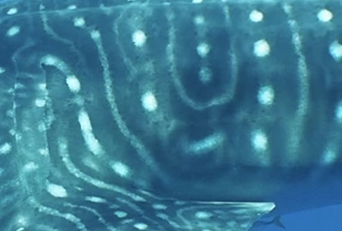 e6da45d4-90c1-4006-9bdc-2f63457e174b