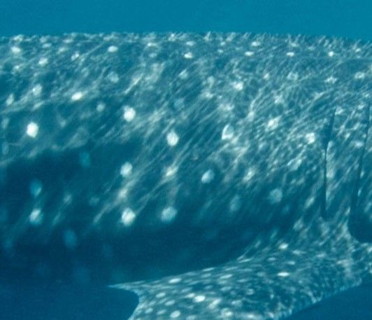 952c2706-e934-4aba-ba23-f5694515c02a