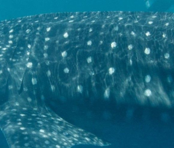 952c2706-e934-4aba-ba23-f5694515c02a