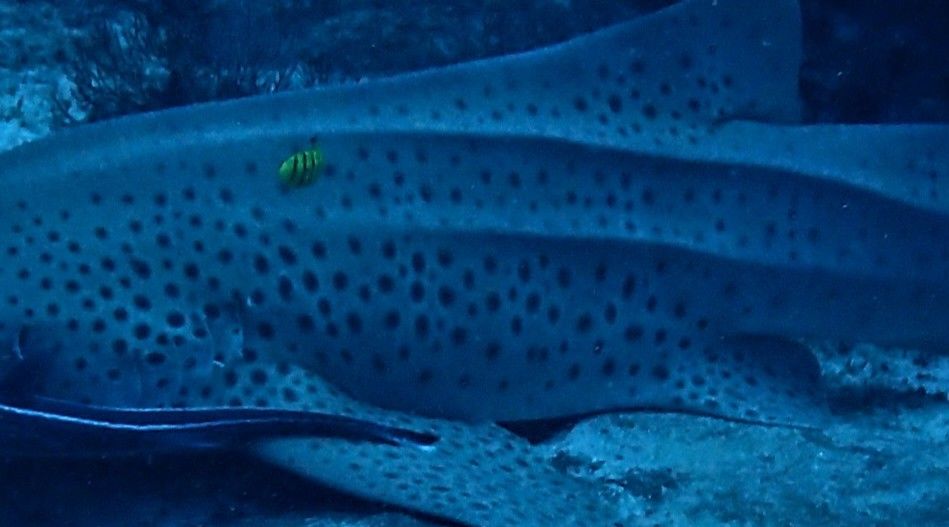 d512d1a0-2c3a-4e5c-a516-8b7c816d1e86