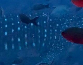 131c14c2-4cde-48cc-8c05-5a73a84839ba