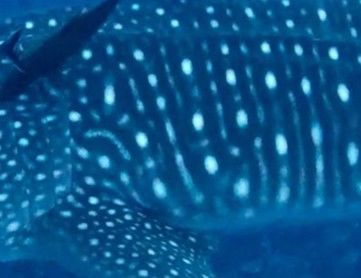 131c14c2-4cde-48cc-8c05-5a73a84839ba