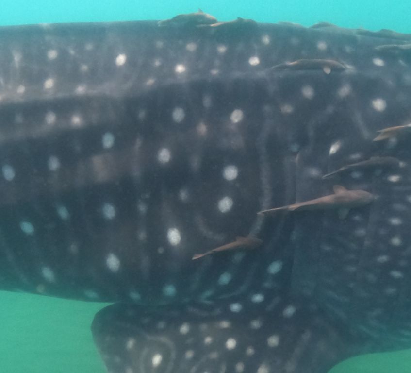 c8692b7e-818d-4517-8ee3-8959f7d76be1