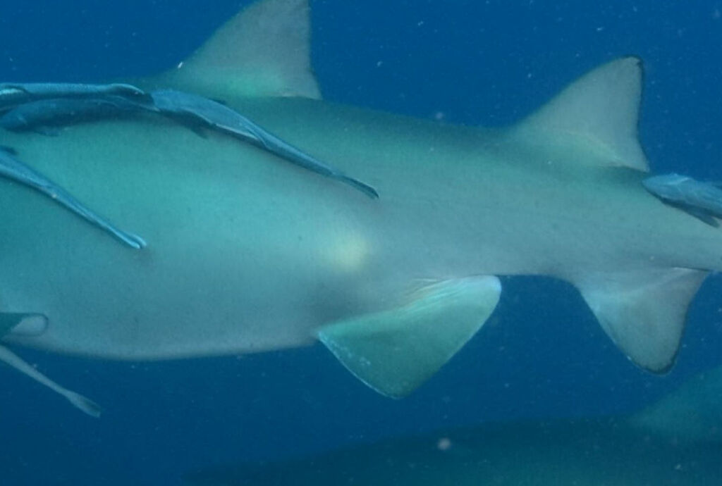 dad5e21a-aa7b-4906-9b91-4d4dd7c5f66e