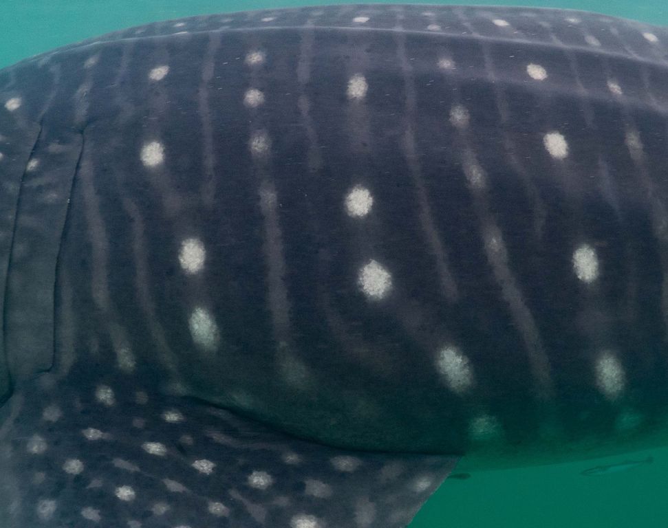 7ea8de69-3180-4379-9323-69c70425b7a2