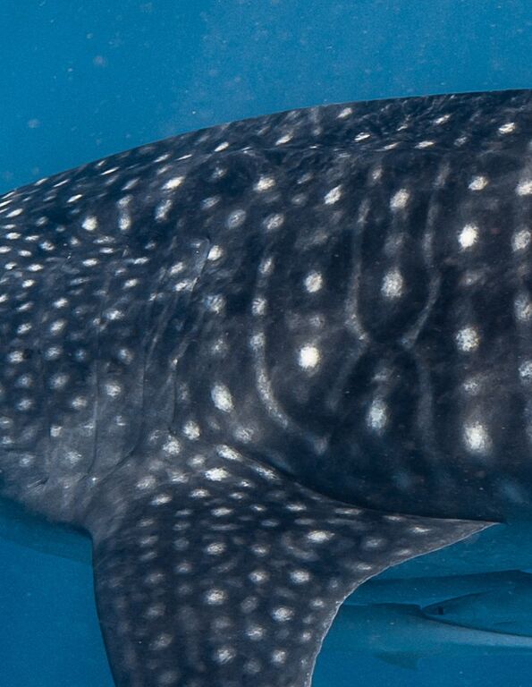 30db386b-548e-4d68-9f18-6c0d0a807632