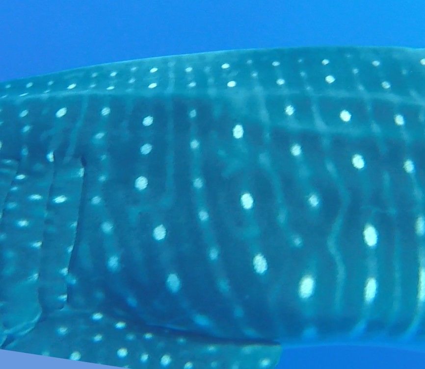 2350d986-8bad-48de-8746-bfba9bb2692a